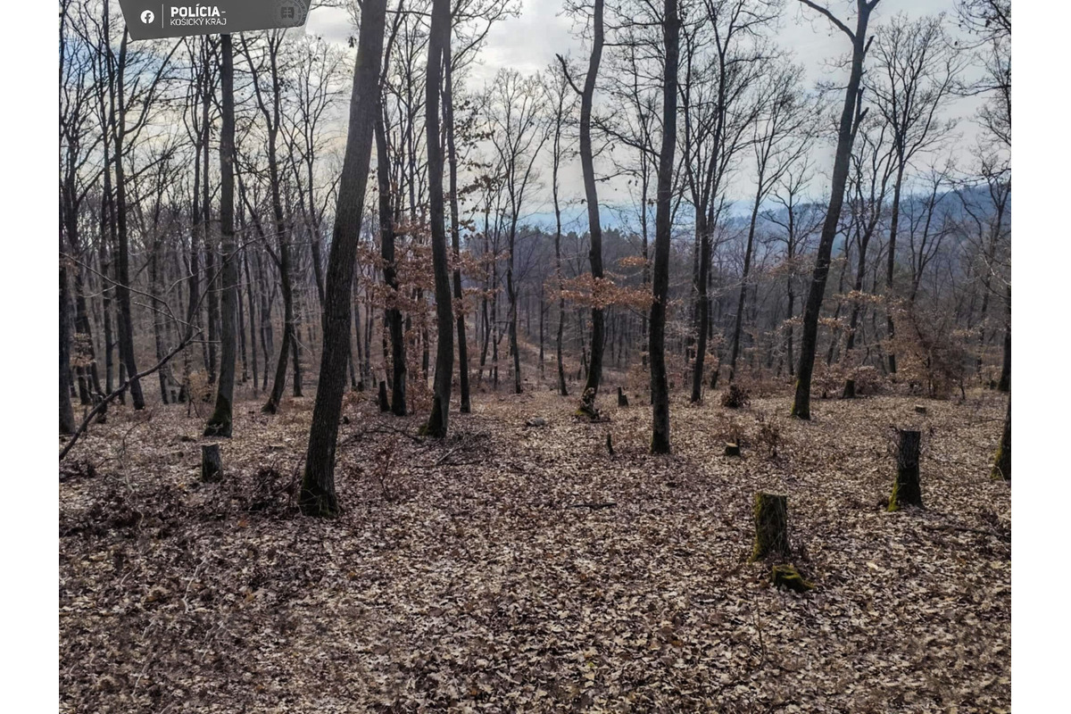 Polícia si počkala v lese na miestnych drevorubačov, foto 1