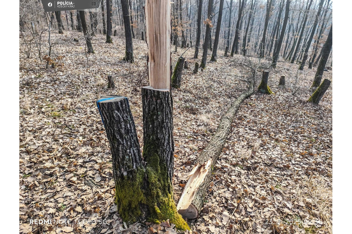 Polícia si počkala v lese na miestnych drevorubačov, foto 2
