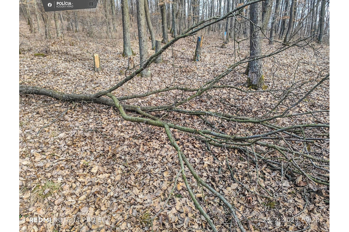 Polícia si počkala v lese na miestnych drevorubačov, foto 3