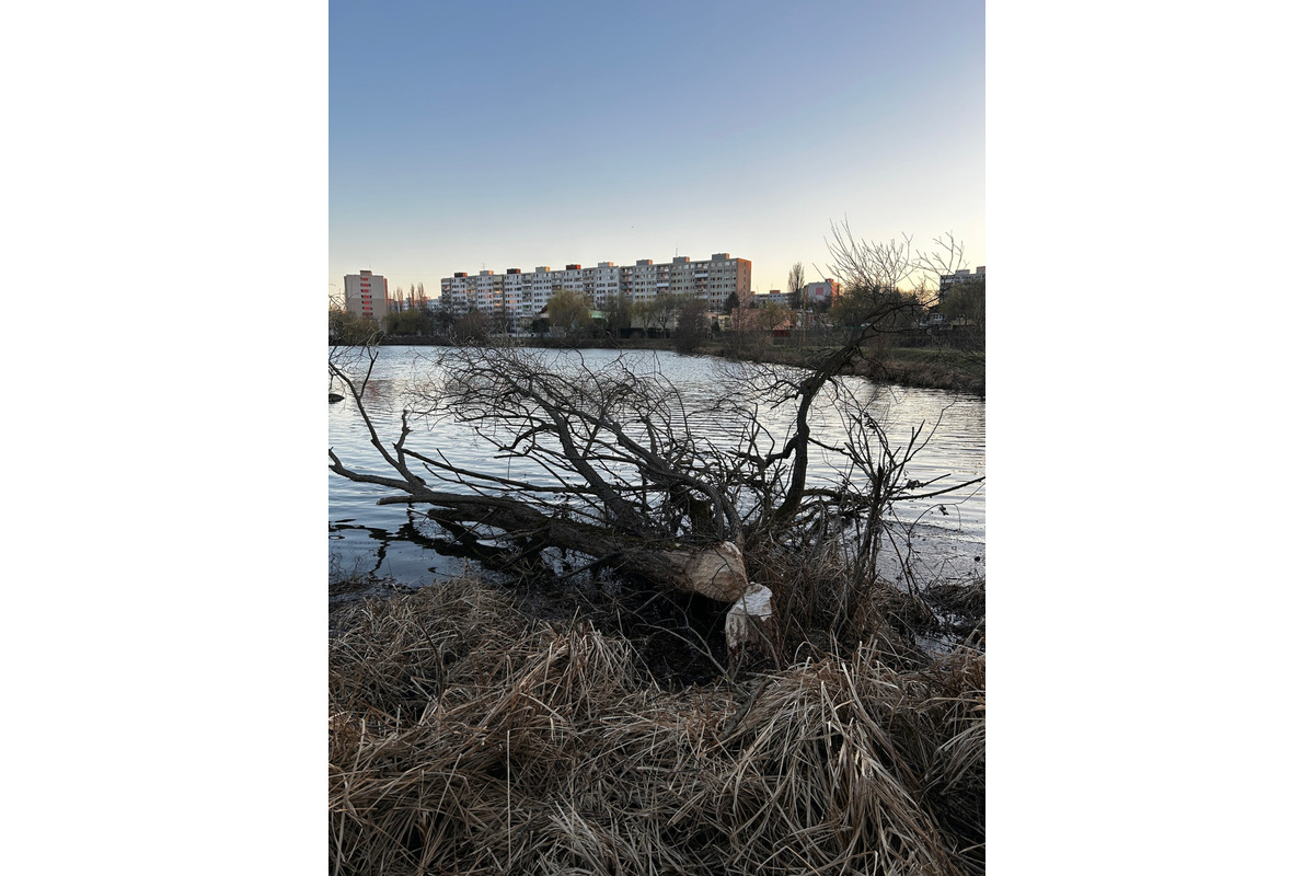 Bobria práca na košickom sídlisku ohrozuje Jazerčanov, foto 1