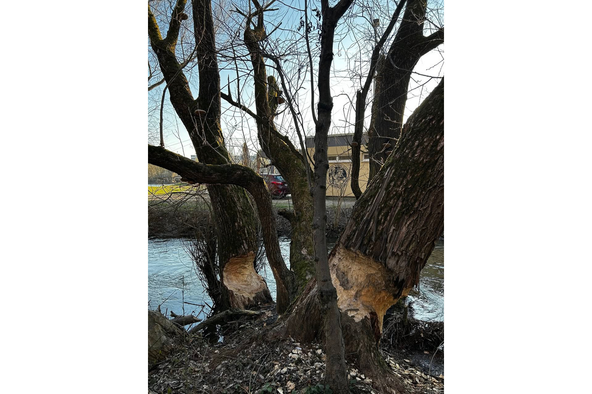 Bobria práca na košickom sídlisku ohrozuje Jazerčanov, foto 2