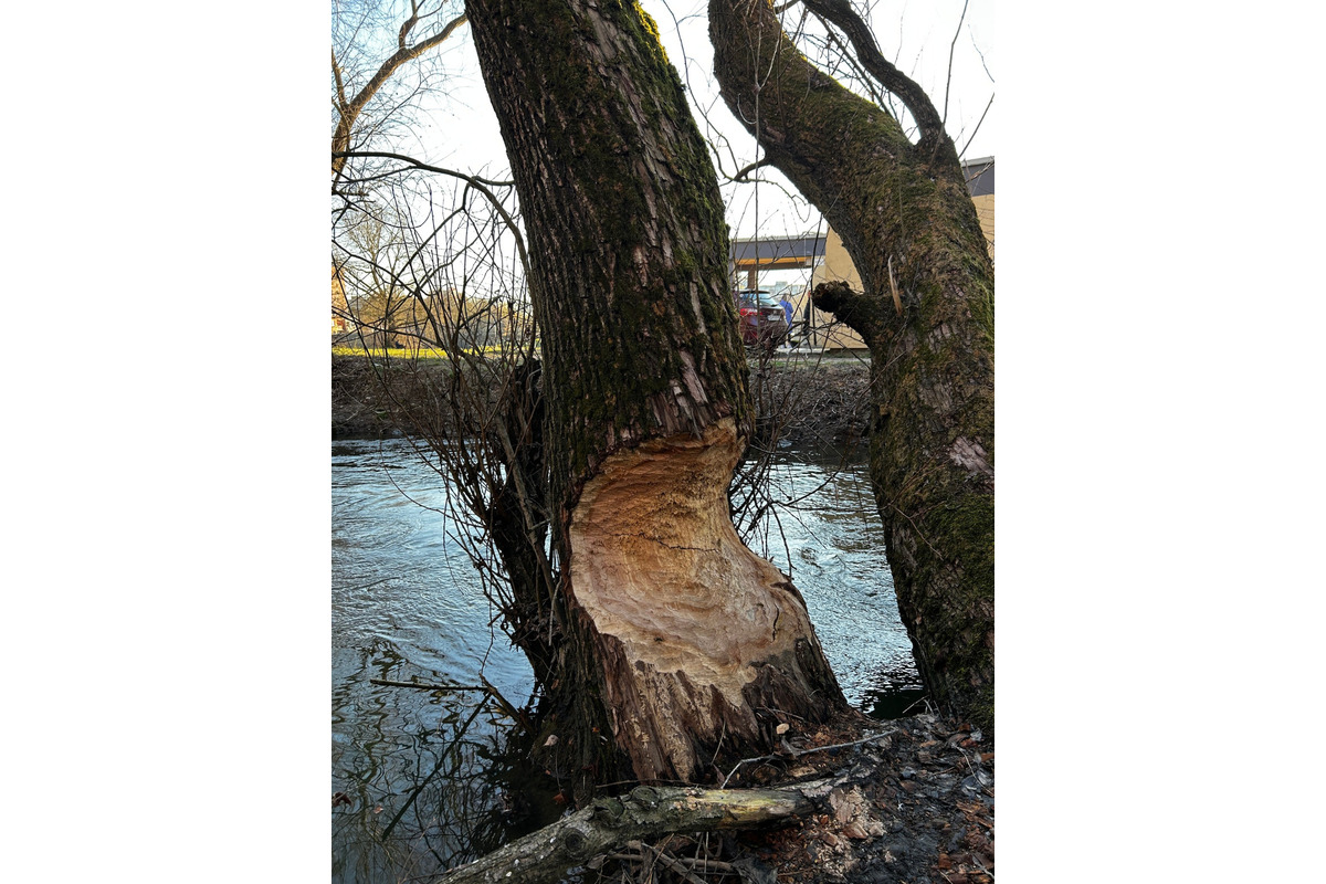 Bobria práca na košickom sídlisku ohrozuje Jazerčanov, foto 3