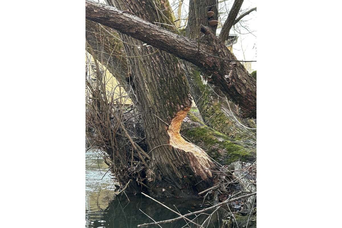 Bobria práca na košickom sídlisku ohrozuje Jazerčanov, foto 4