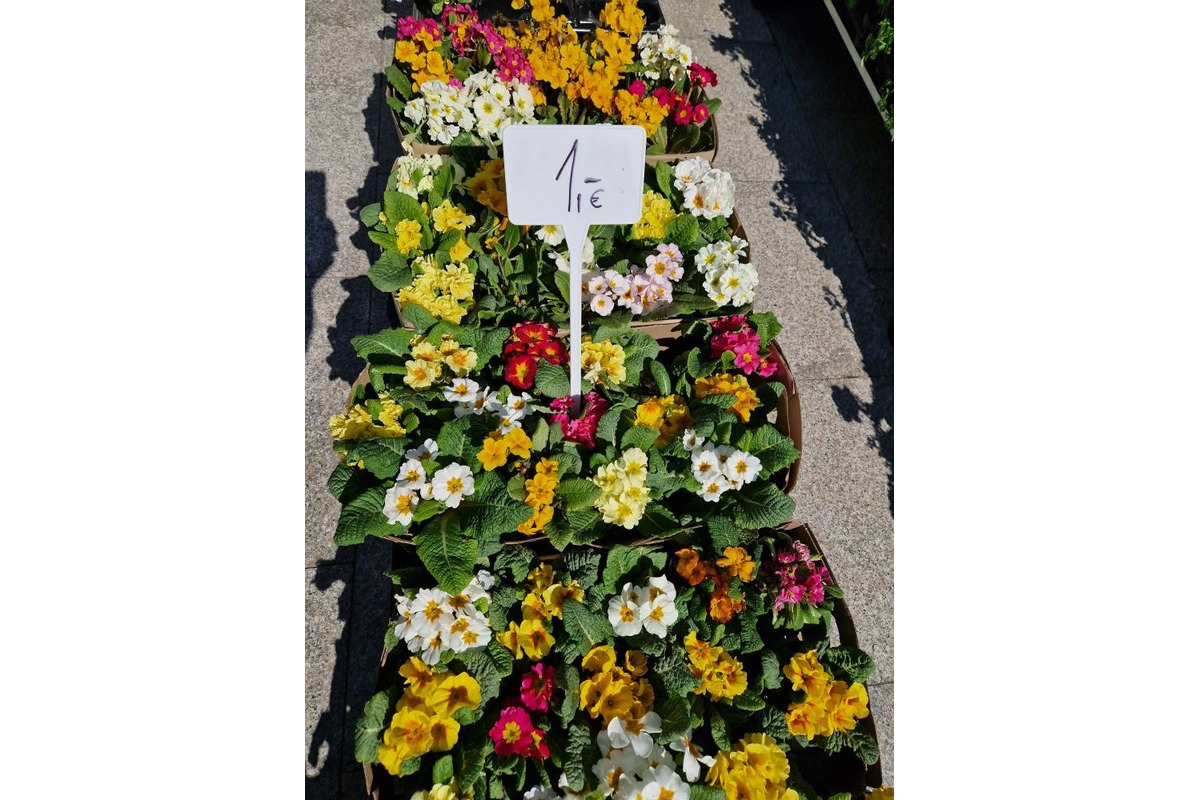 FOTO: Dominikánske námestie ožilo farbami, predajcovia vás vybavia na Veľkú noc, foto 9