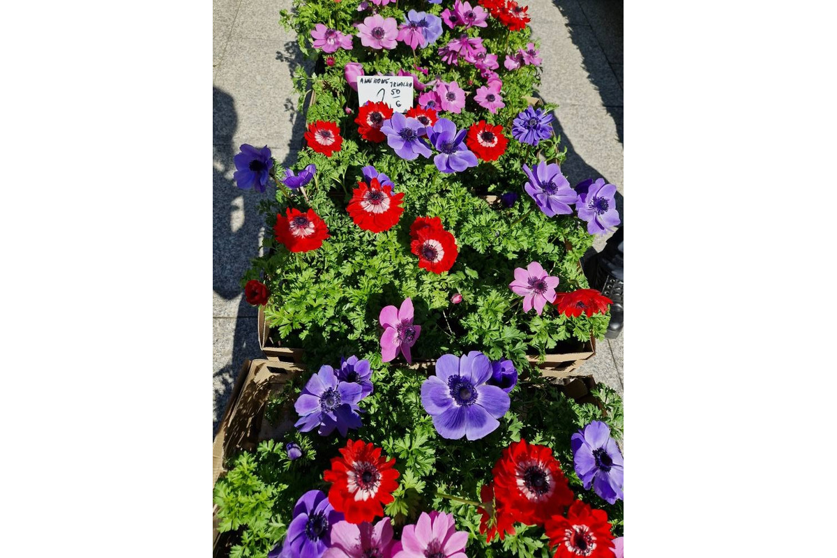 FOTO: Dominikánske námestie ožilo farbami, predajcovia vás vybavia na Veľkú noc, foto 13