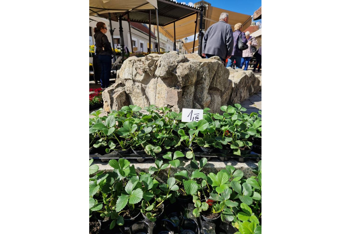 FOTO: Dominikánske námestie ožilo farbami, predajcovia vás vybavia na Veľkú noc, foto 14