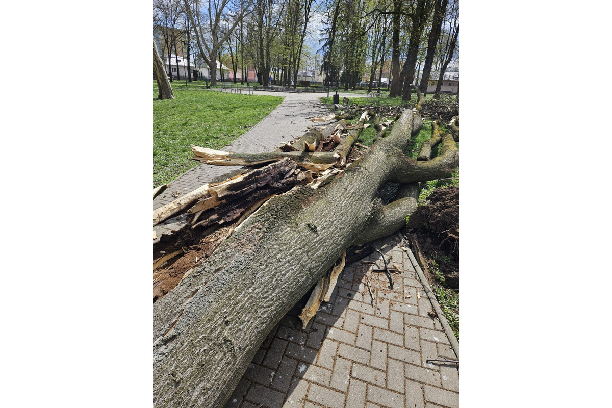 FOTO: Počasie v Michalovciach je naozaj nepriaznivé. Vietor tam láme konáre a stromy, foto 1