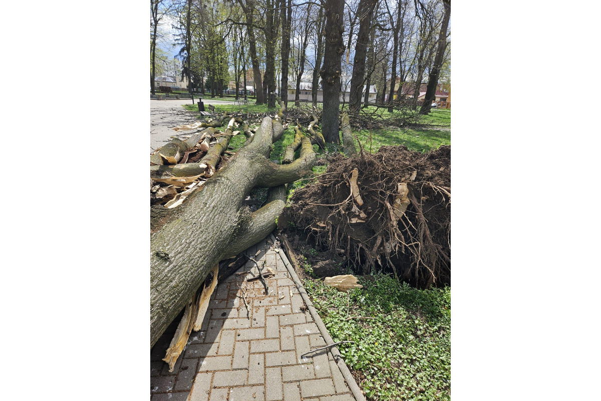 FOTO: Počasie v Michalovciach je naozaj nepriaznivé. Vietor tam láme konáre a stromy, foto 4