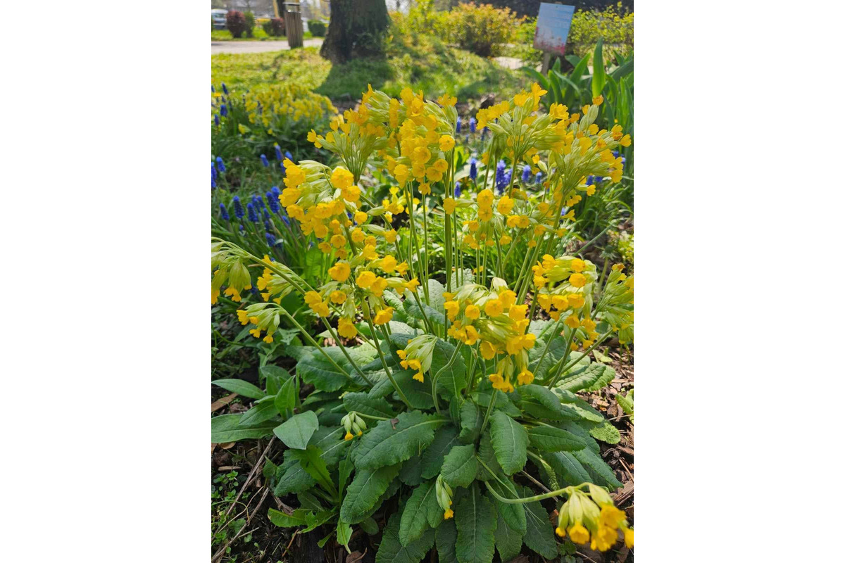 Starosta košického sídliska KVP opäť vynaložil úsilie a vysadil krásne kvetiny po celom sídlisku, foto 1