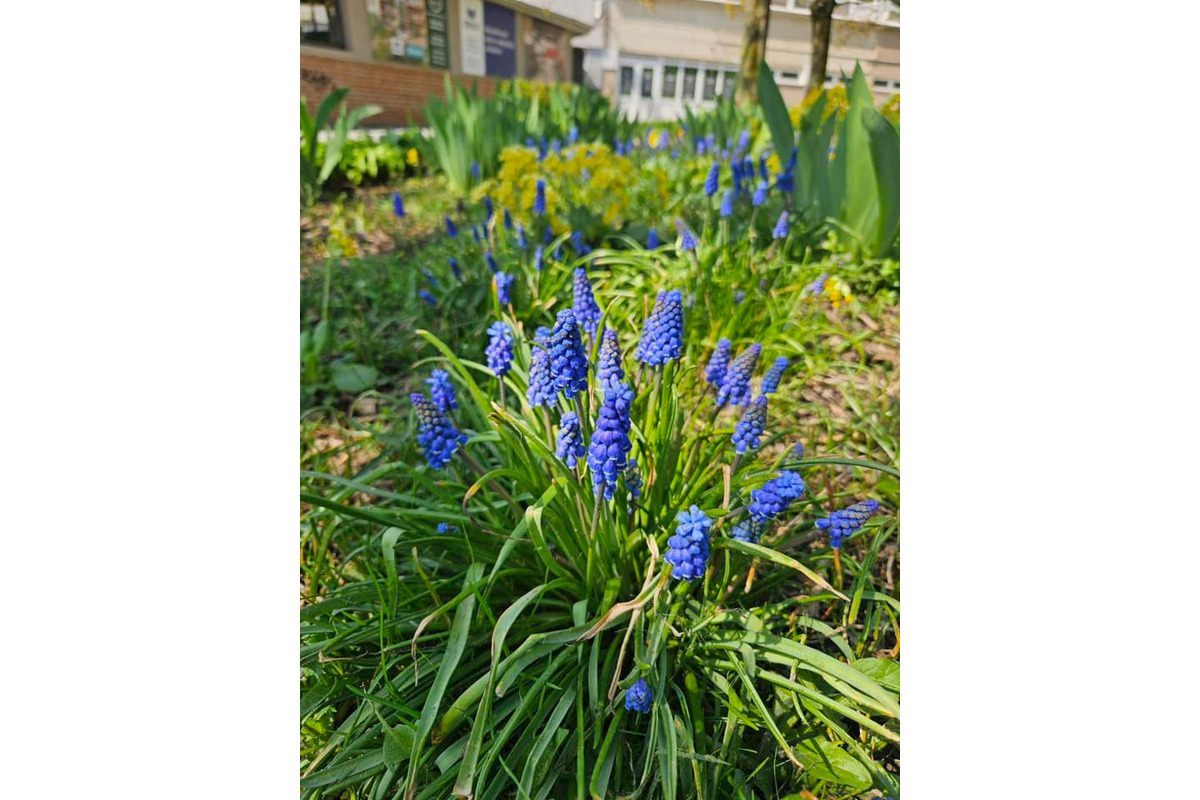 Starosta košického sídliska KVP opäť vynaložil úsilie a vysadil krásne kvetiny po celom sídlisku, foto 2