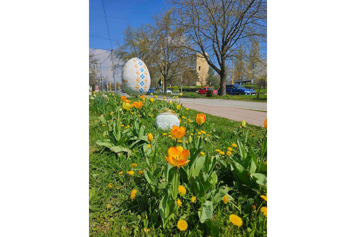 Starosta košického sídliska KVP opäť vynaložil úsilie a vysadil krásne kvetiny po celom sídlisku, foto 3