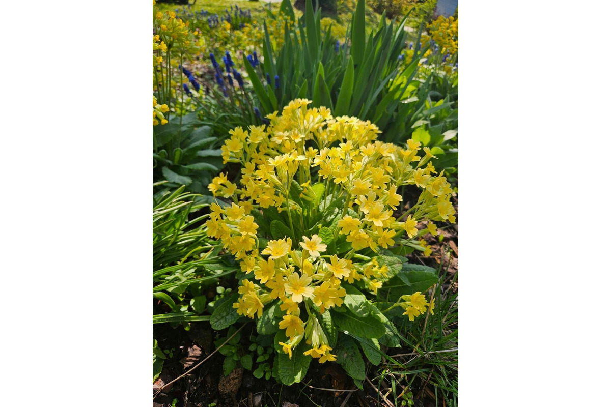 Starosta košického sídliska KVP opäť vynaložil úsilie a vysadil krásne kvetiny po celom sídlisku, foto 4