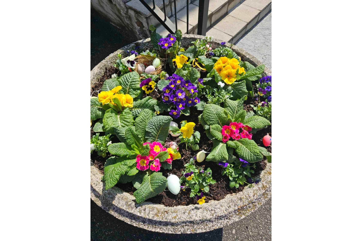 Starosta košického sídliska KVP opäť vynaložil úsilie a vysadil krásne kvetiny po celom sídlisku, foto 5