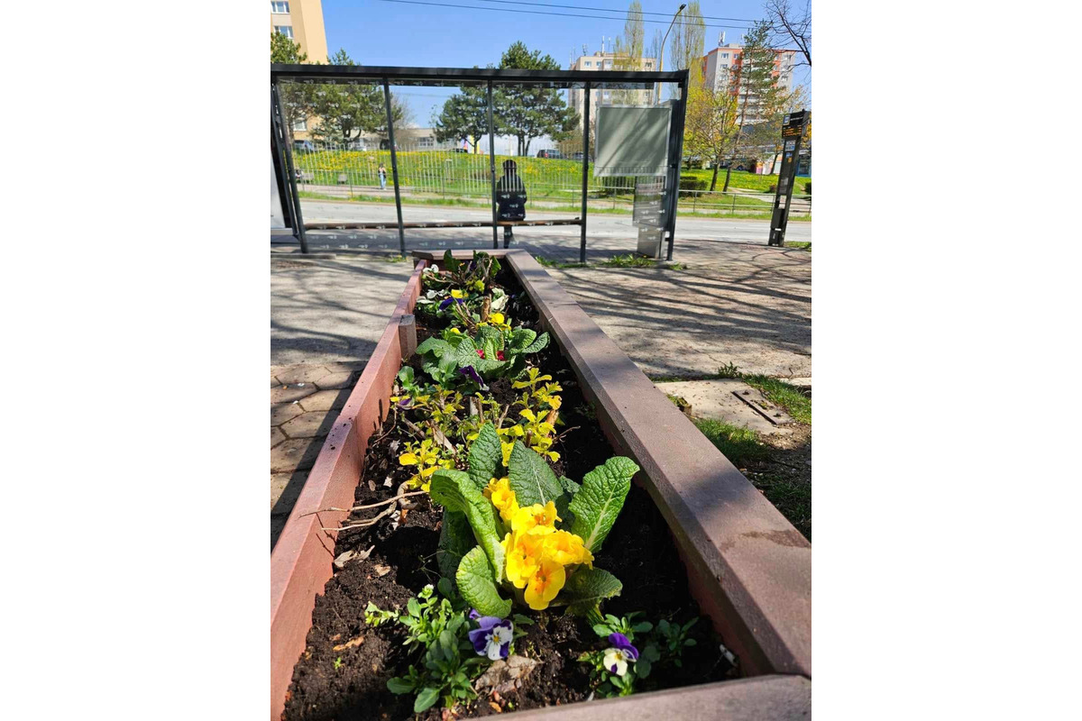 Starosta košického sídliska KVP opäť vynaložil úsilie a vysadil krásne kvetiny po celom sídlisku, foto 7