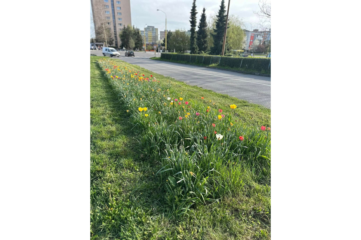Starosta košického sídliska KVP opäť vynaložil úsilie a vysadil krásne kvetiny po celom sídlisku, foto 8