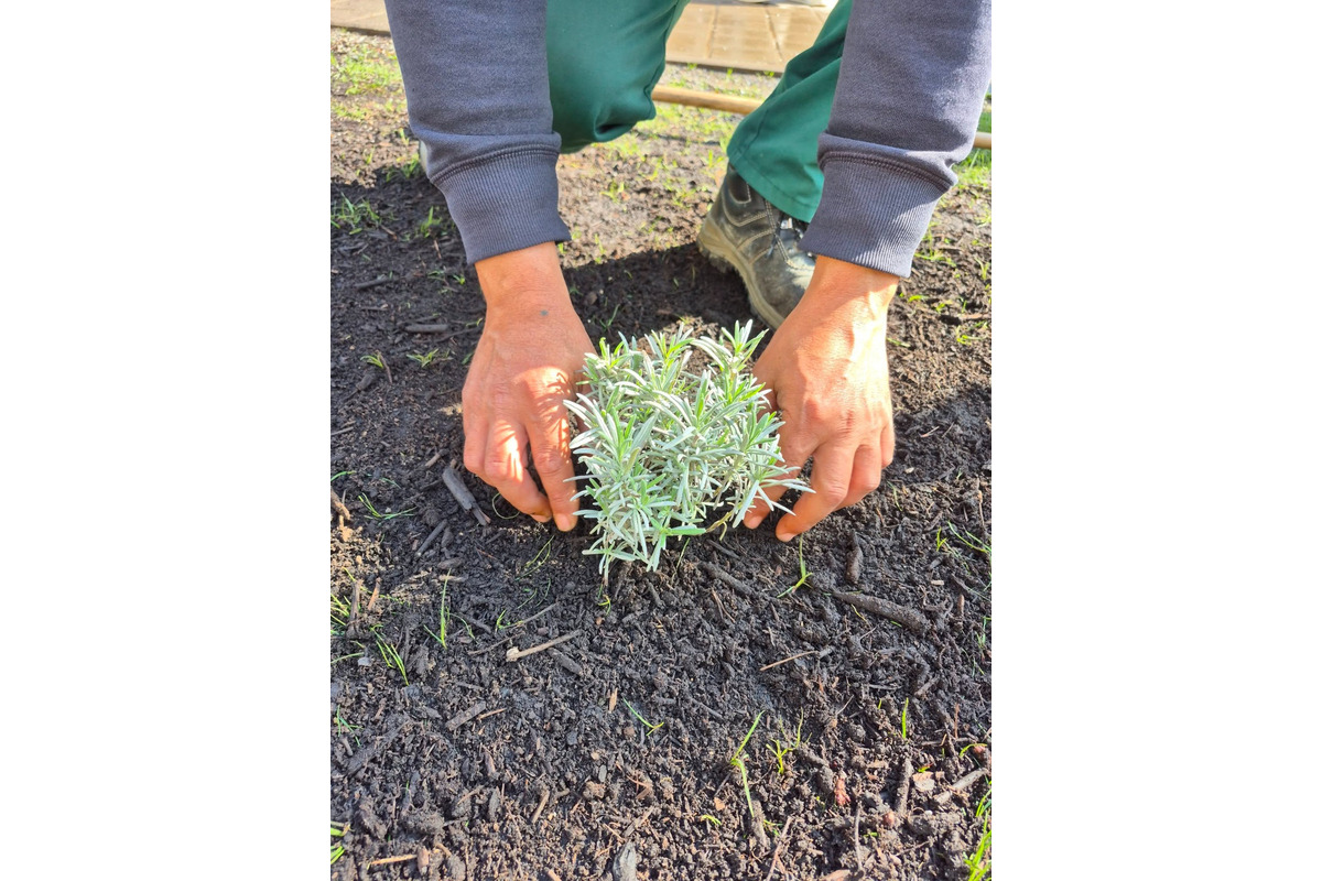 FOTO: Zo zastávky na sídlisku Ťahanovce niekto ukradol levandule, foto 3