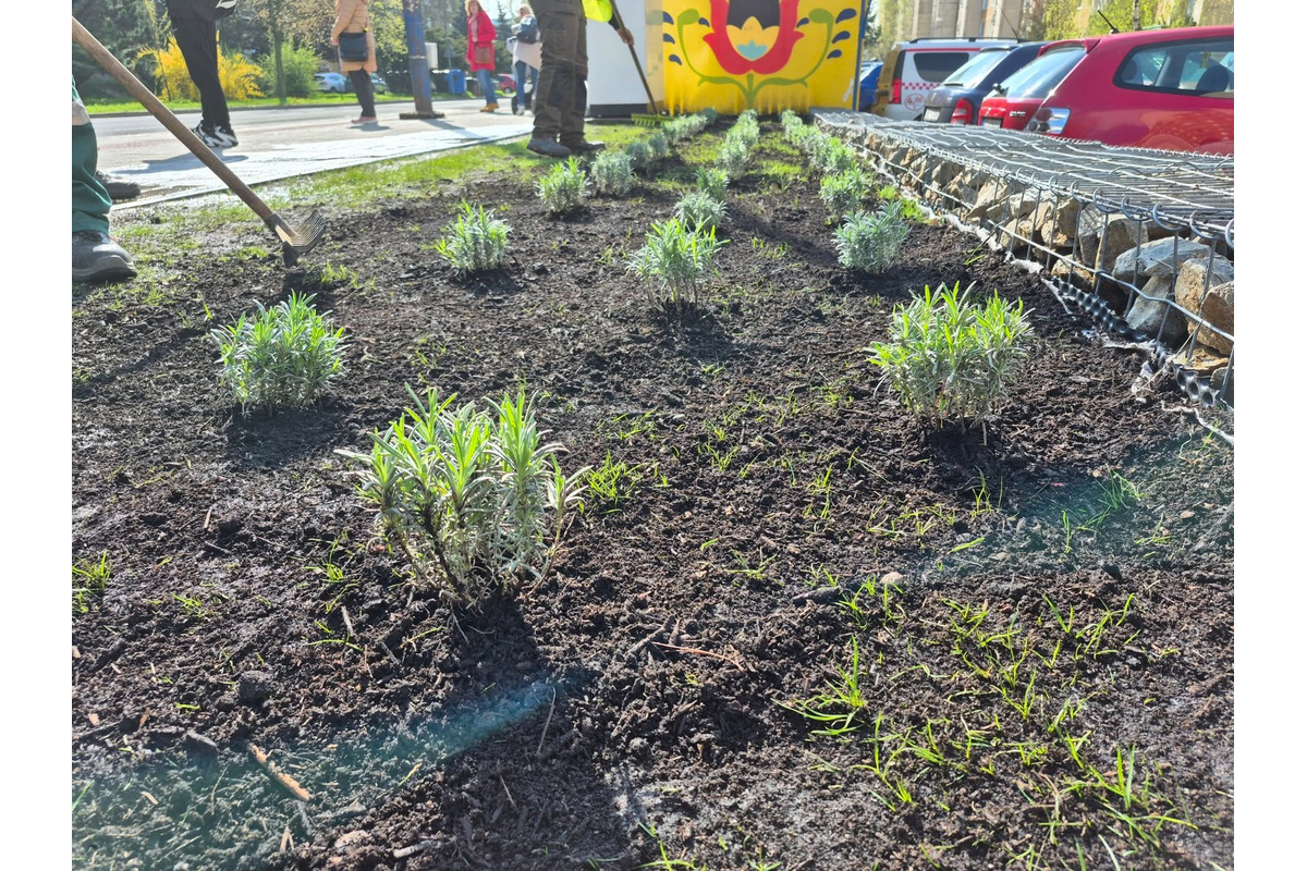 FOTO: Zo zastávky na sídlisku Ťahanovce niekto ukradol levandule, foto 5