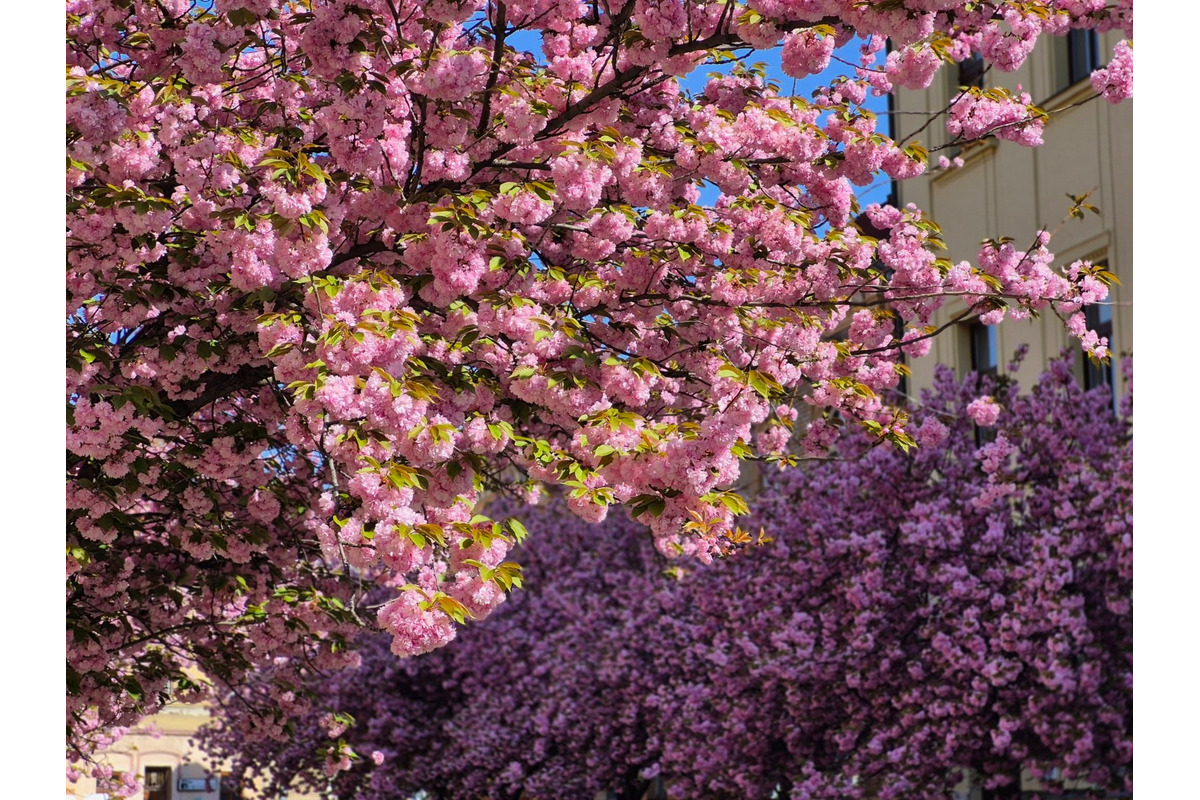 FOTO: Na skok do Japonska? V Košiciach rozkvitli krásne sakury, foto 10