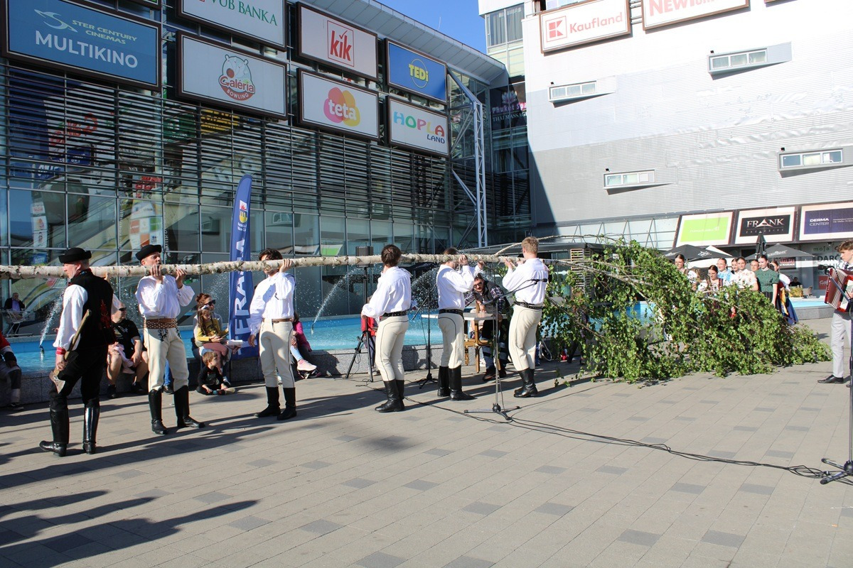 FOTO: Na Terase už stojí prvý zelený máj, vysokú brezu zoťal sám starosta, foto 1