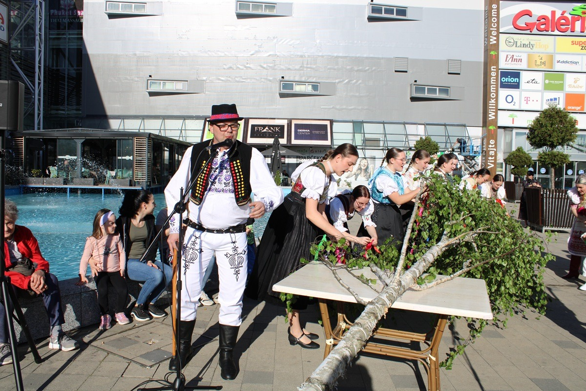 FOTO: Na Terase už stojí prvý zelený máj, vysokú brezu zoťal sám starosta, foto 4