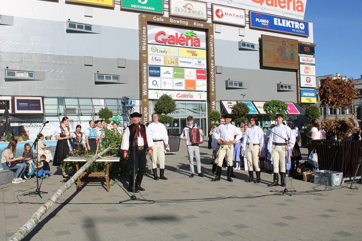 FOTO: Na Terase už stojí prvý zelený máj, vysokú brezu zoťal sám starosta, foto 7