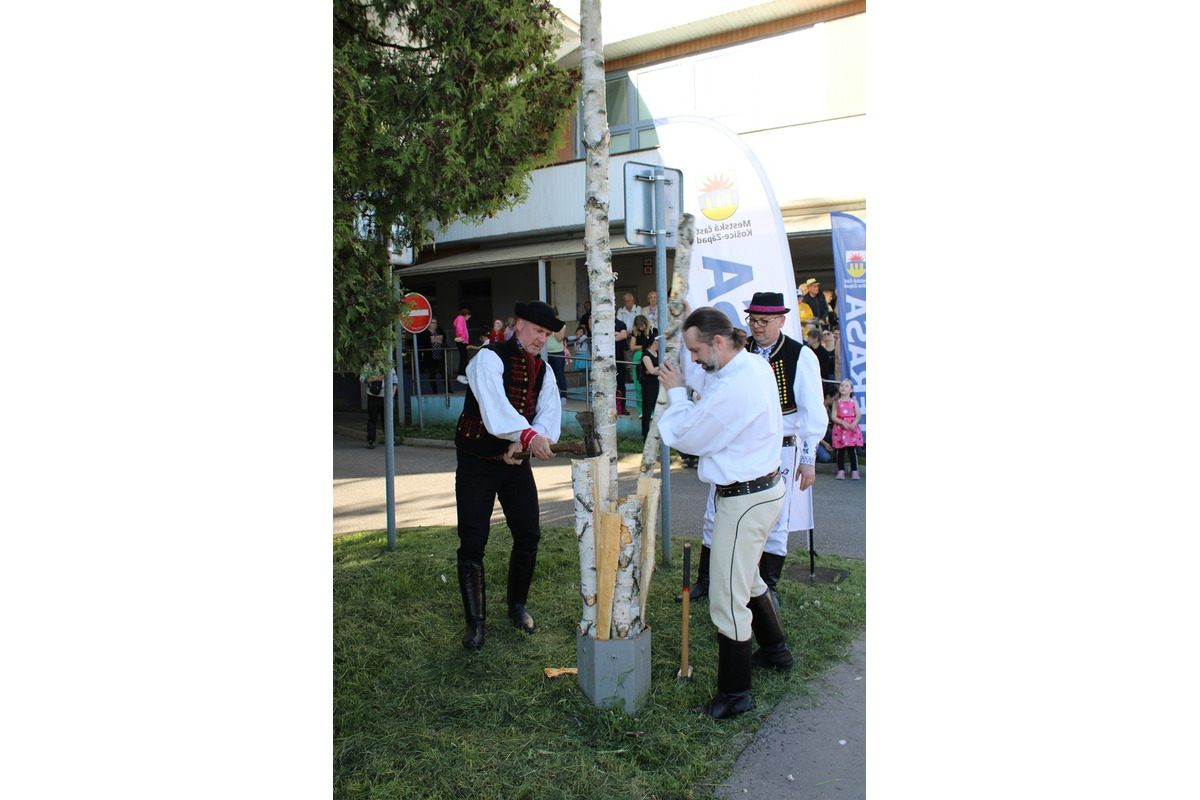 FOTO: Na Terase už stojí prvý zelený máj, vysokú brezu zoťal sám starosta, foto 8