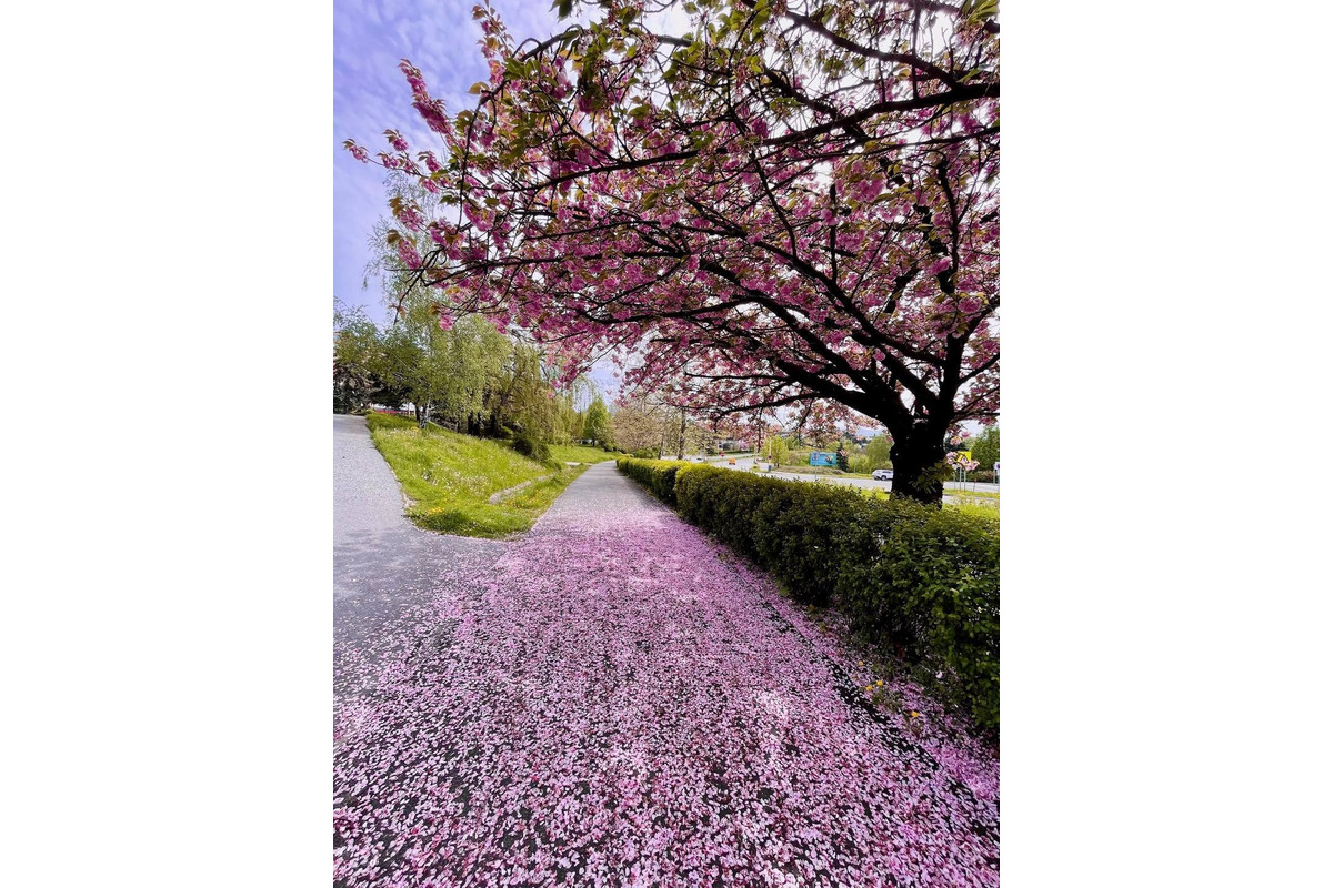 FOTO: Na skok do Japonska? V Košiciach rozkvitli krásne sakury, foto 5