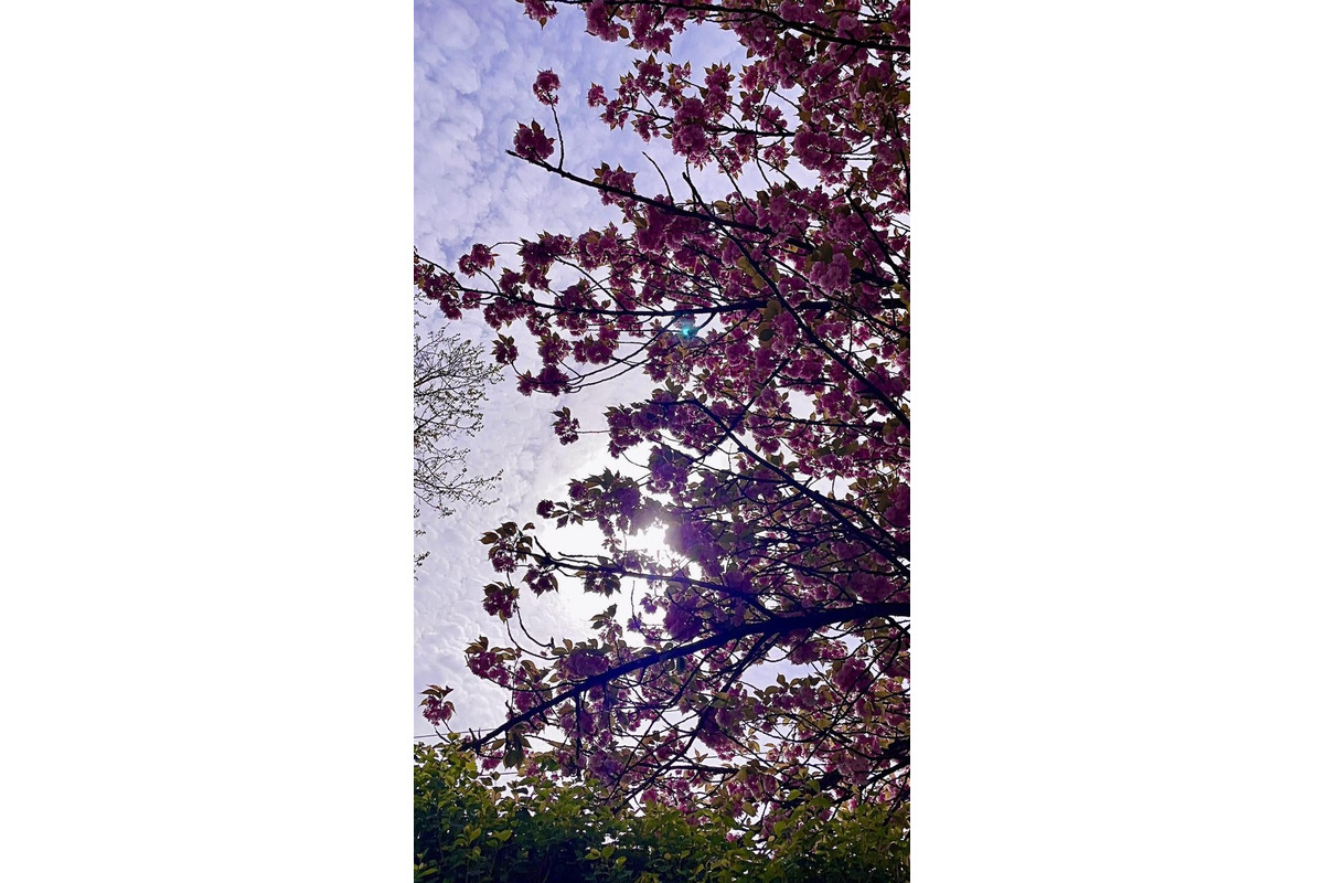 FOTO: Na skok do Japonska? V Košiciach rozkvitli krásne sakury, foto 14