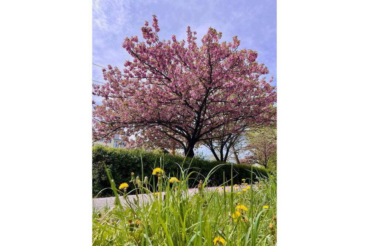 FOTO: Na skok do Japonska? V Košiciach rozkvitli krásne sakury, foto 6