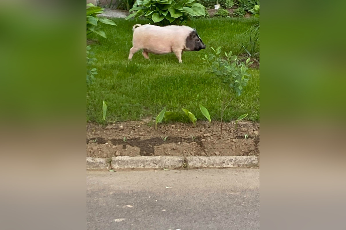 FOTO: Prasiatko na prechádzke v Kráľovskom Chlmci, foto 1