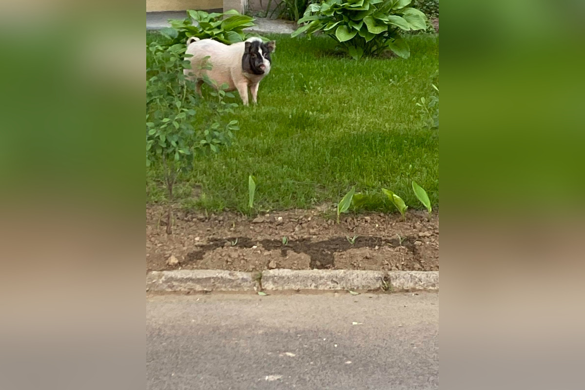 FOTO: Prasiatko na prechádzke v Kráľovskom Chlmci, foto 2