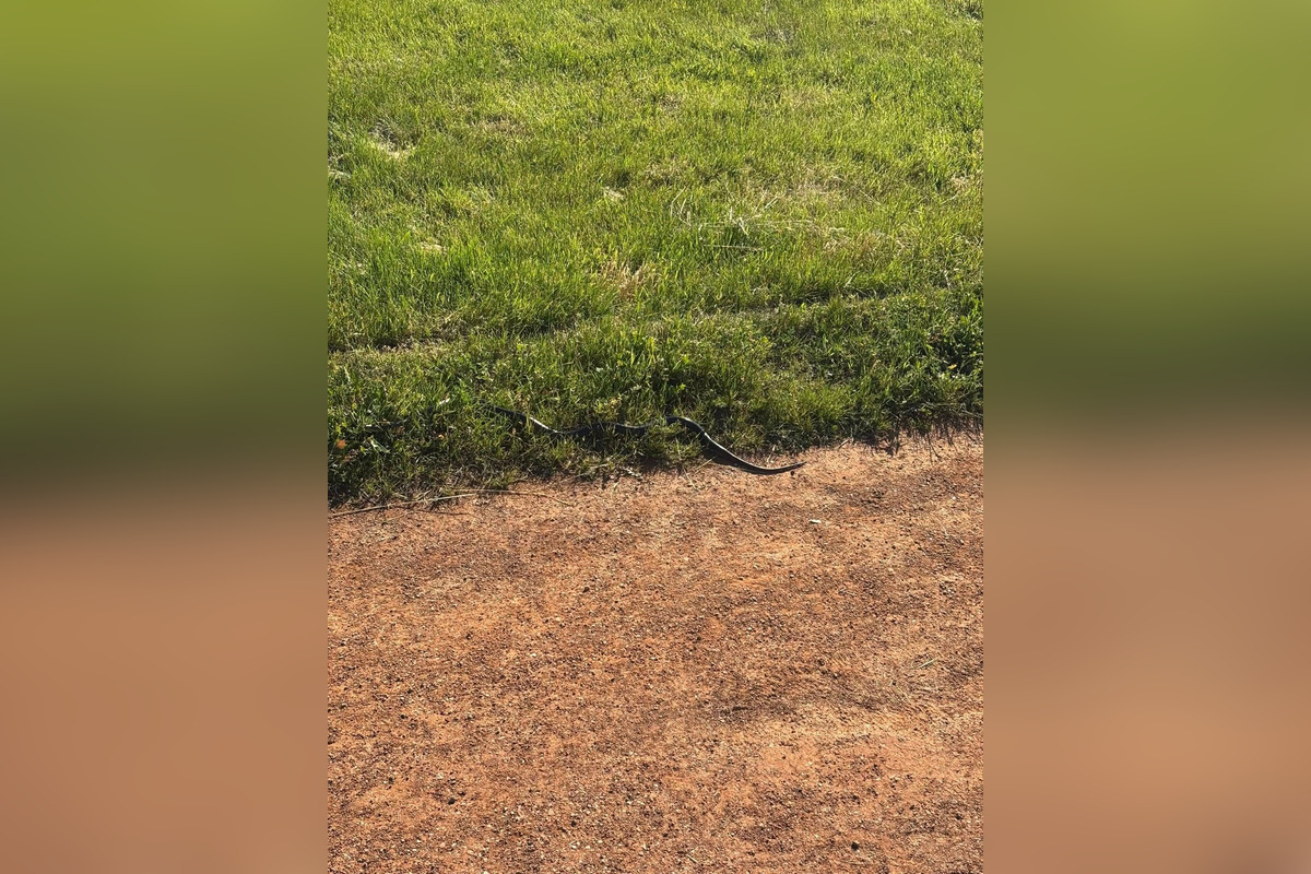 FOTO: Na bežeckom okruhu na KVP sa vyskytujú hady, foto 2