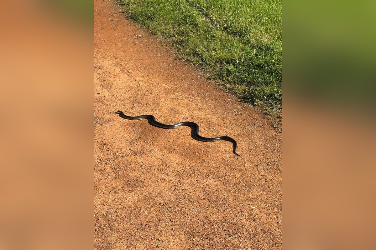 FOTO: Na bežeckom okruhu na KVP sa vyskytujú hady, foto 4
