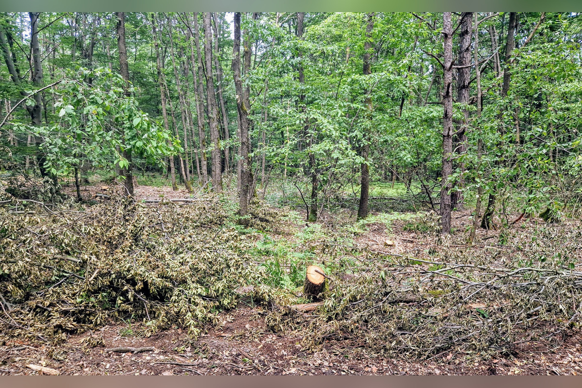Ťahanovčanom mizne les pred očami, foto 4