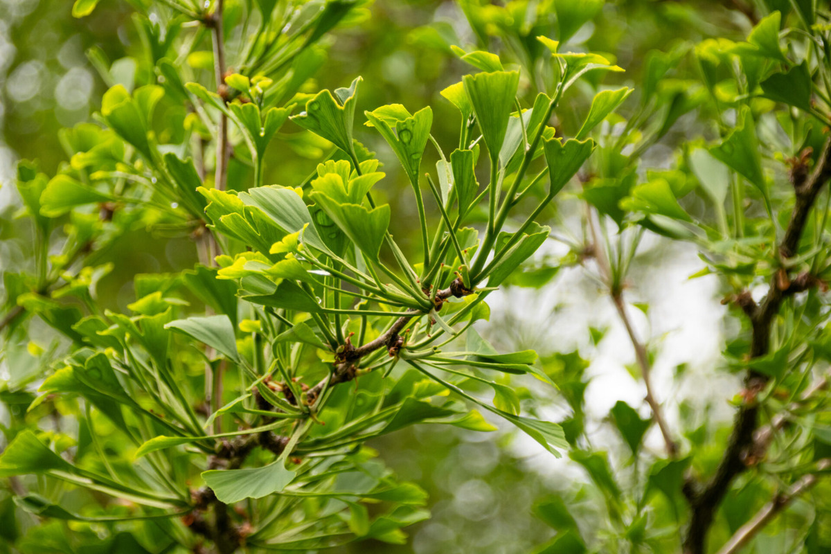 Strom zdobí dvor košickej základnej školy na Masarykovej ulici , foto 1