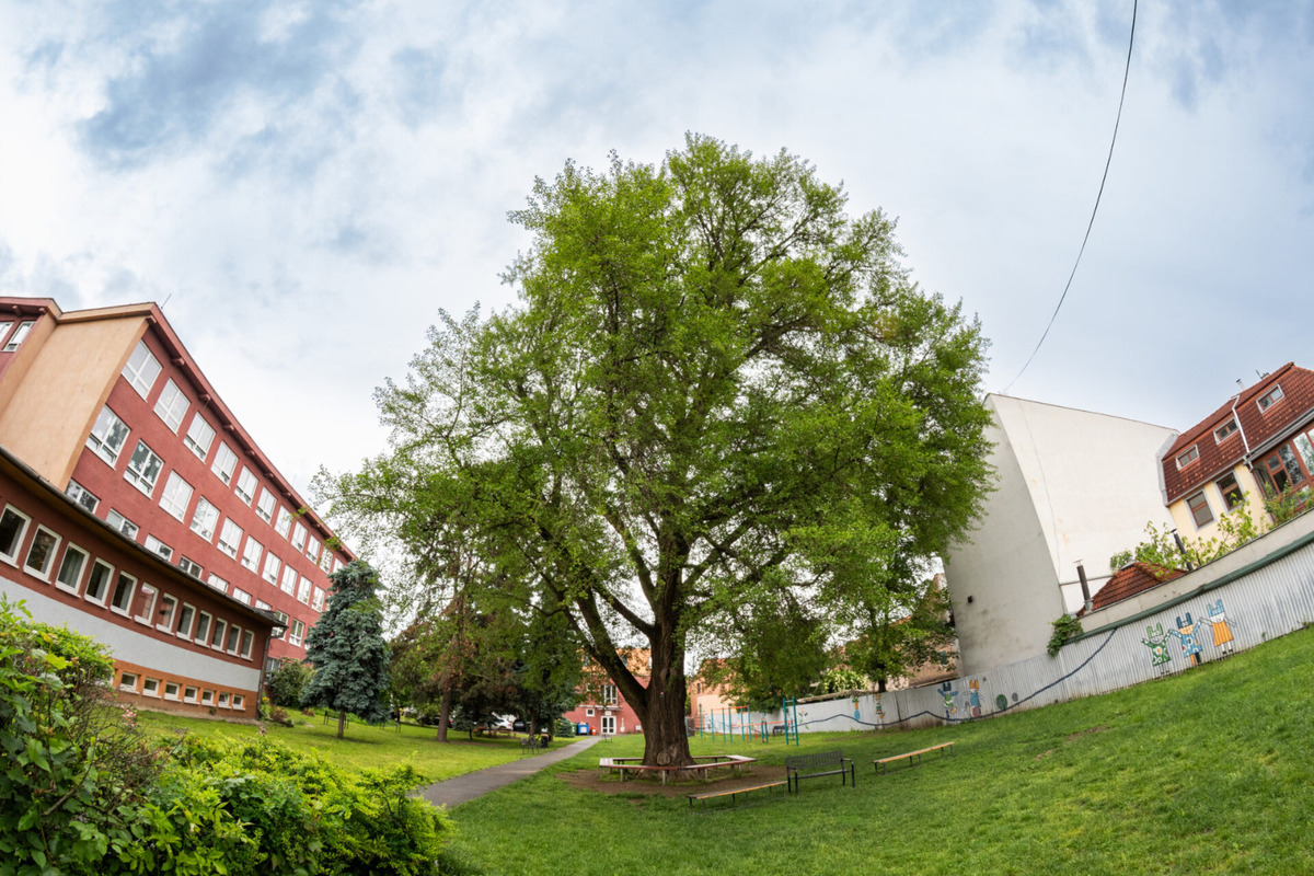 Strom zdobí dvor košickej základnej školy na Masarykovej ulici , foto 2