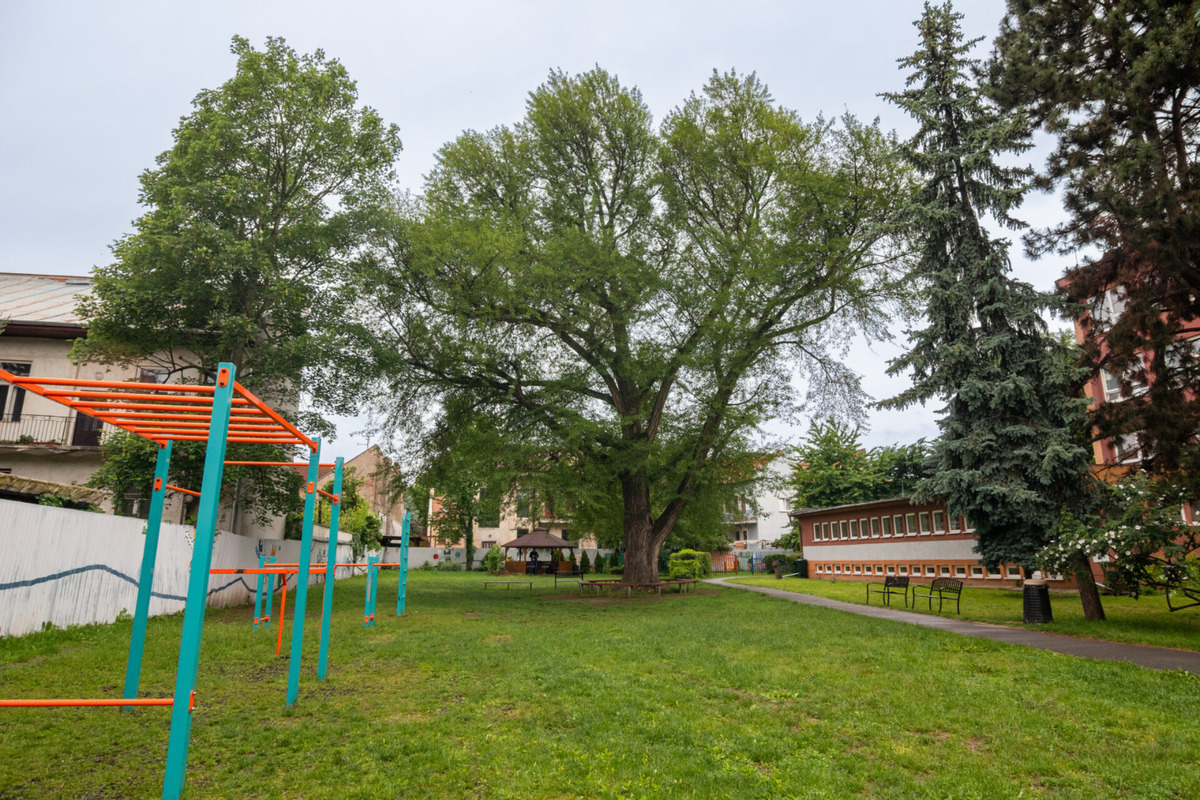 Strom zdobí dvor košickej základnej školy na Masarykovej ulici , foto 3