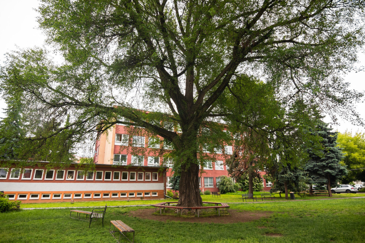 Strom zdobí dvor košickej základnej školy na Masarykovej ulici , foto 4