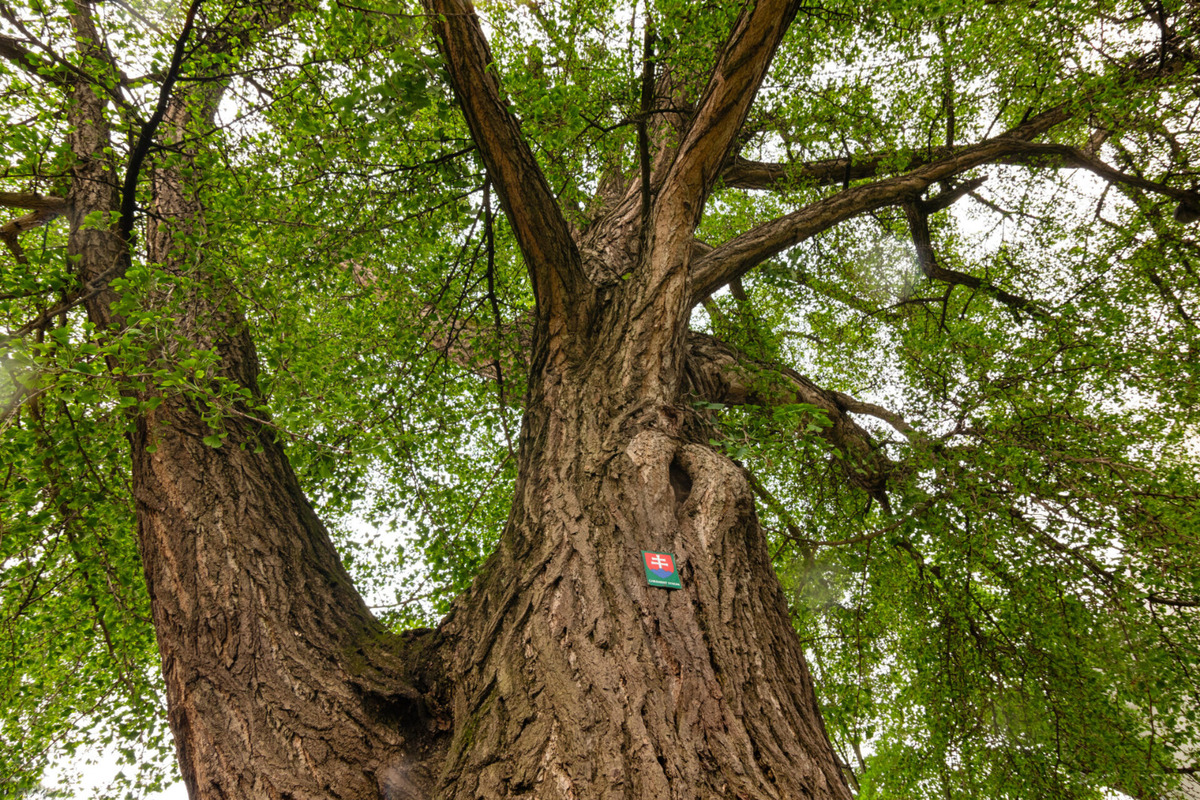 Strom zdobí dvor košickej základnej školy na Masarykovej ulici , foto 5