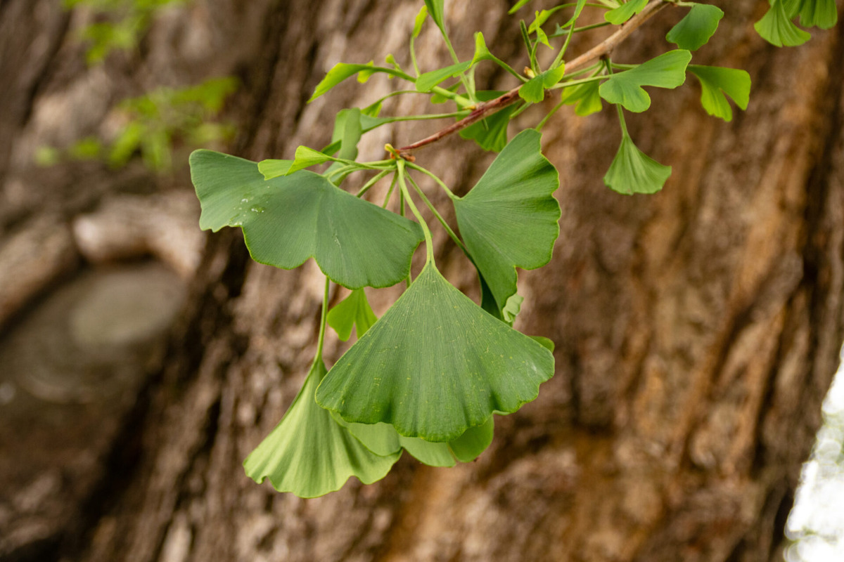 Strom zdobí dvor košickej základnej školy na Masarykovej ulici , foto 6