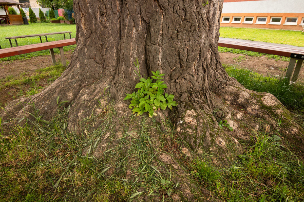Strom zdobí dvor košickej základnej školy na Masarykovej ulici , foto 8