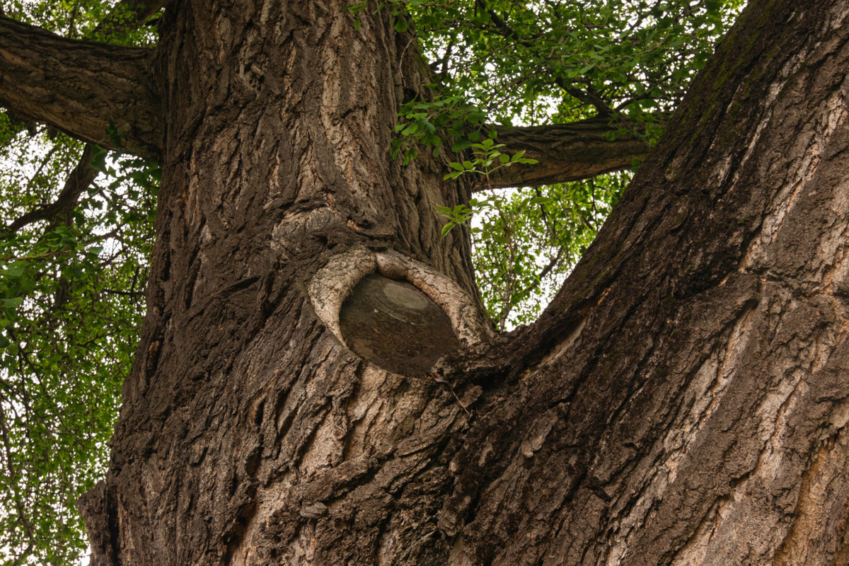 Strom zdobí dvor košickej základnej školy na Masarykovej ulici , foto 9