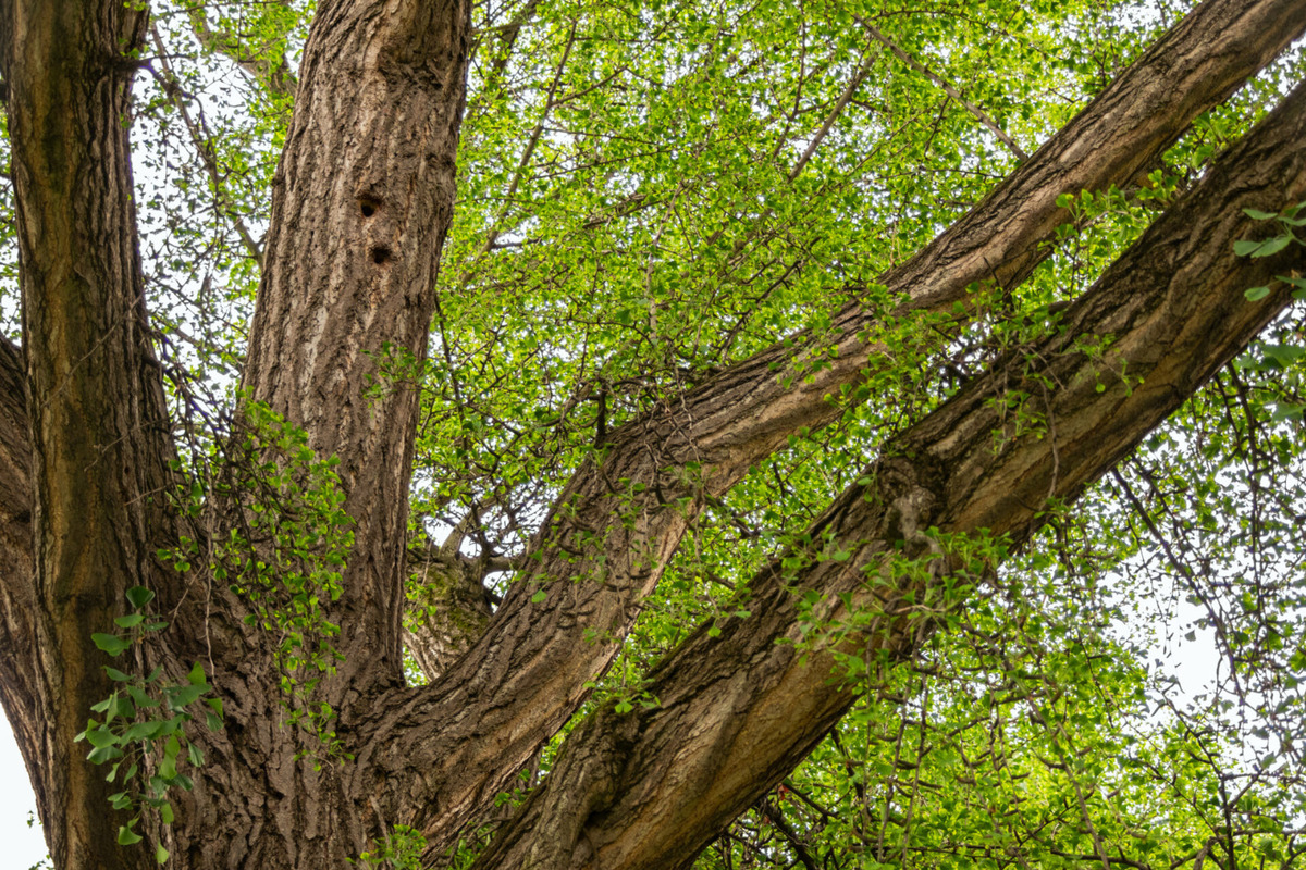 Strom zdobí dvor košickej základnej školy na Masarykovej ulici , foto 10