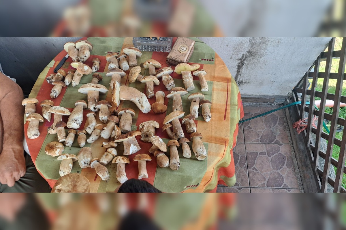 FOTO: Východniari odchádzajú z lesov s plnými košíkmi, foto 2