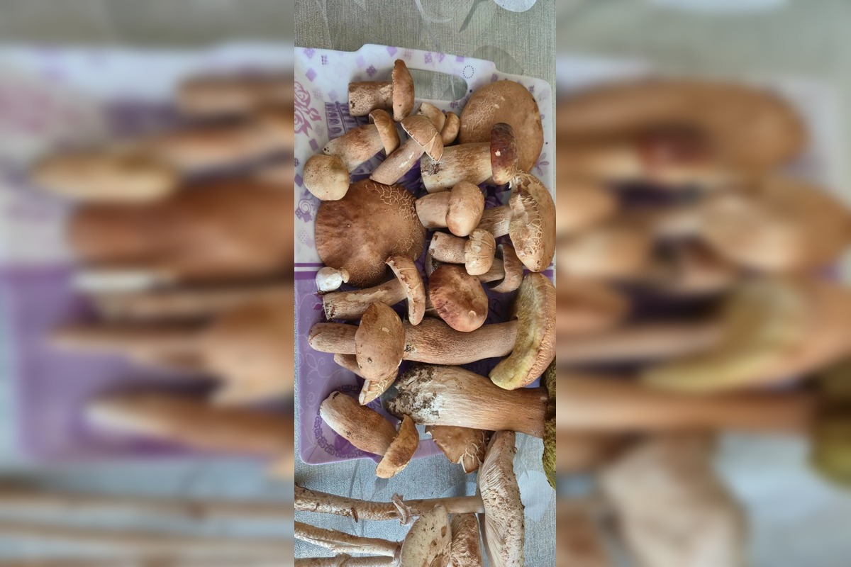 FOTO: Východniari odchádzajú z lesov s plnými košíkmi, foto 3