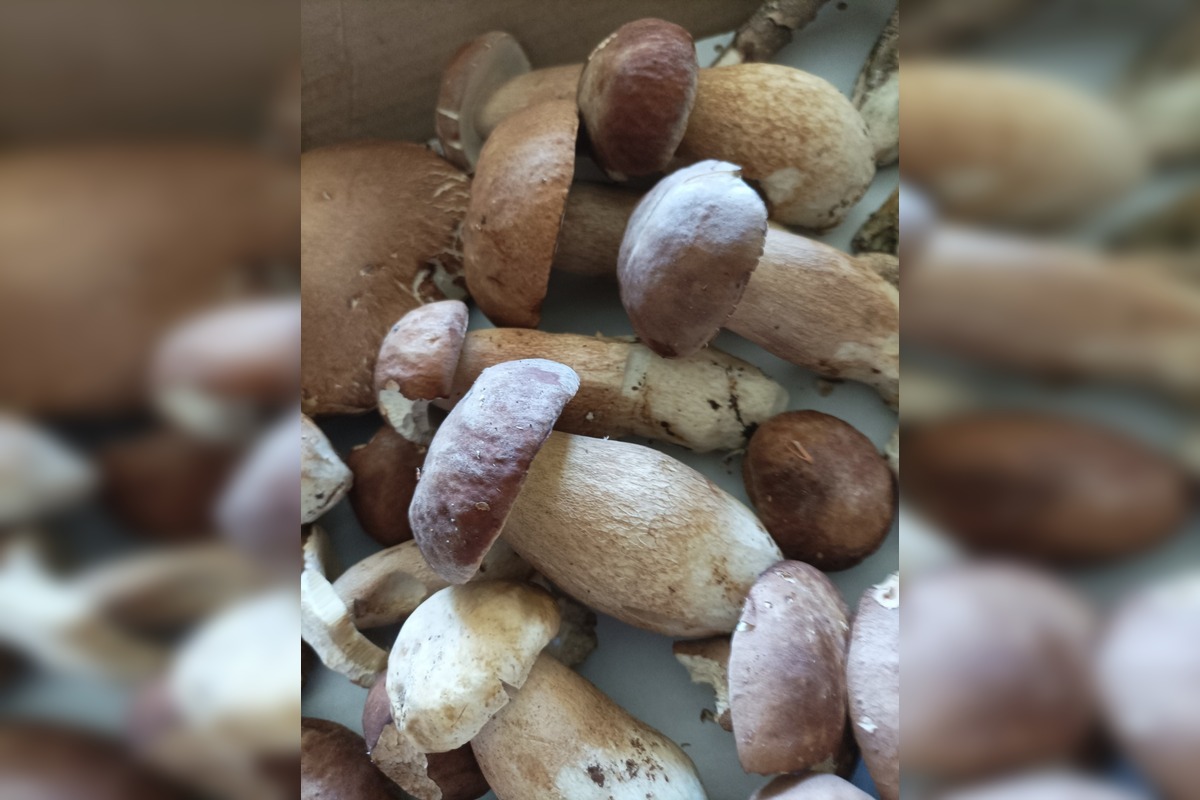 FOTO: Východniari odchádzajú z lesov s plnými košíkmi, foto 4