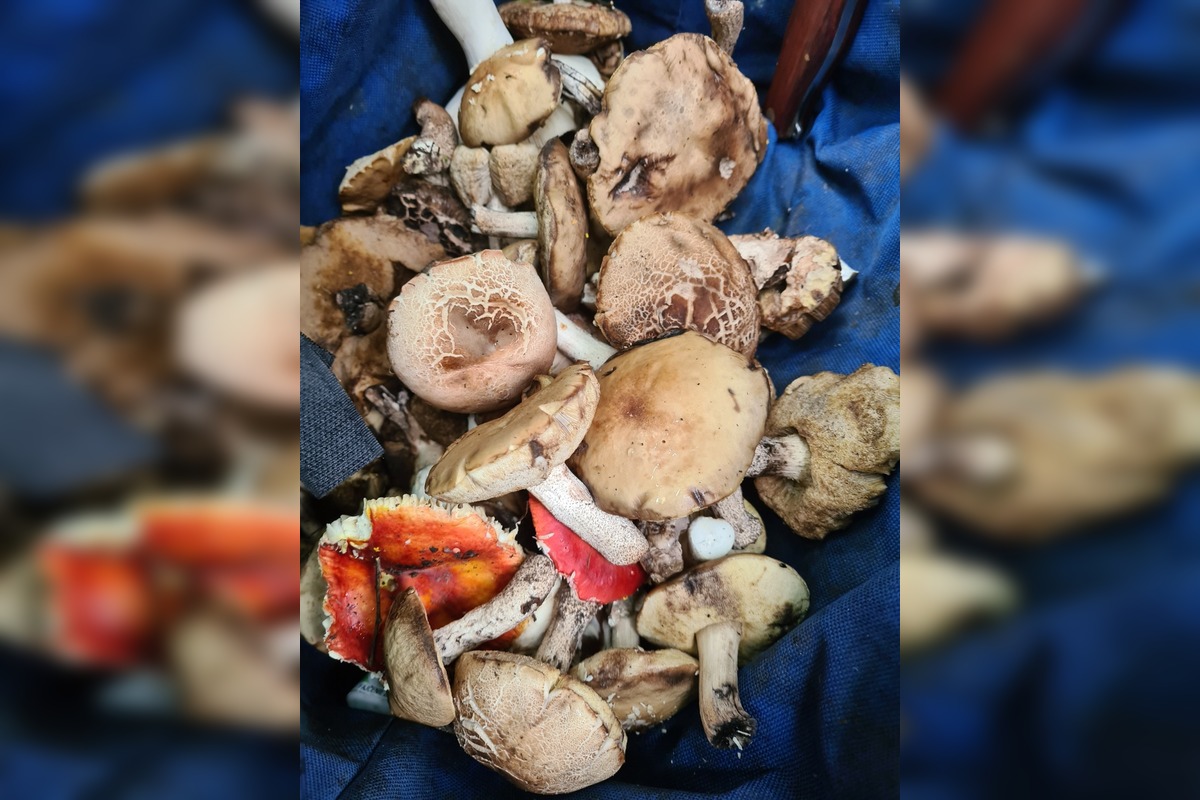 FOTO: Východniari odchádzajú z lesov s plnými košíkmi, foto 5