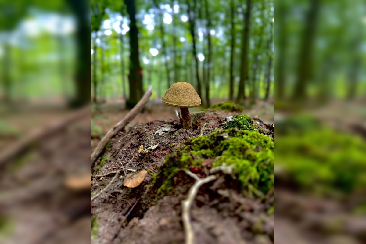 FOTO: Východniari odchádzajú z lesov s plnými košíkmi, foto 6