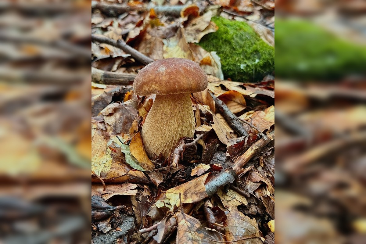 FOTO: Východniari odchádzajú z lesov s plnými košíkmi, foto 7