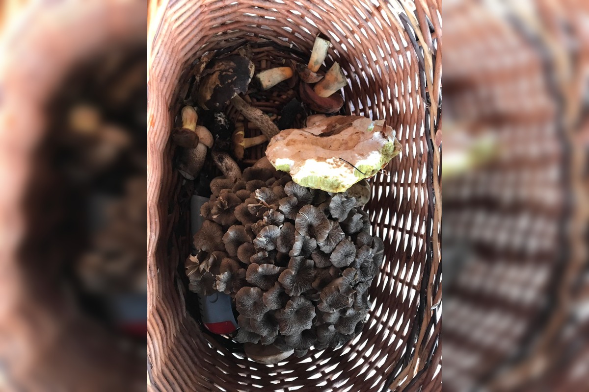 FOTO: Východniari odchádzajú z lesov s plnými košíkmi, foto 8